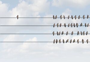 birds on a wire